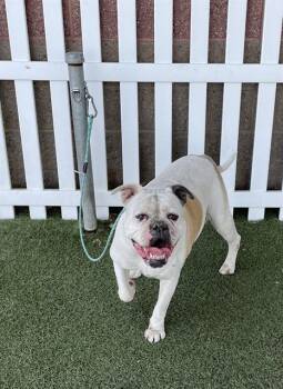 A614715 -  American Bulldog and Mixed Breed Dog for Adoption in Modesto, California - A614715 | PetCurious