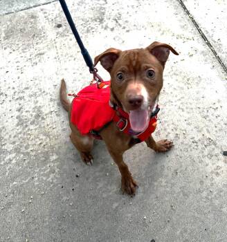Bridger -  Pit Bull Terrier and Chihuahua Dog for Adoption in West Hollywood, California - Bridger | PetCurious