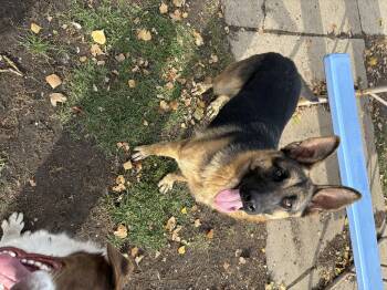 Rescue German Shepherd Dog Dogs for Adoption in Jamestown, North Dakota - Karma *BONDED W/ KASPER | PetCurious