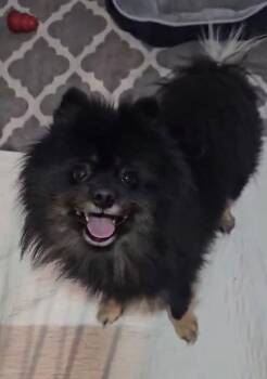 Apollo -  Pomeranian Dog for Adoption in Lebanon, Pennsylvania - Apollo | PetCurious