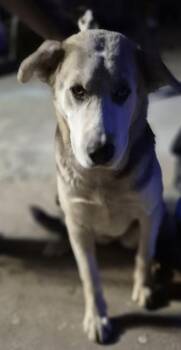 MS. PICKLES -  Husky Dog for Adoption in San Antonio, Texas - MS. PICKLES | PetCurious