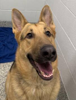 Mr. Pibb -  German Shepherd Dog Dog for Adoption in Golden, Colorado - Mr. Pibb | PetCurious