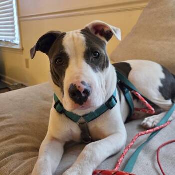 Jump -  Pit Bull Terrier Dog for Adoption in Columbia, South Carolina - Jump | PetCurious