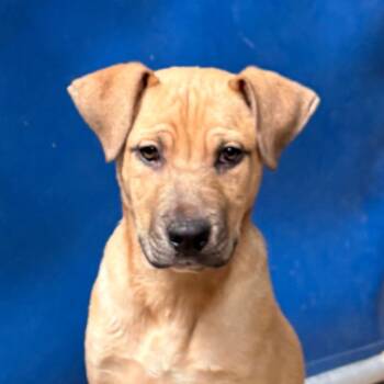 Terrier Dogs Available for Adoption - Benedict | PetCurious