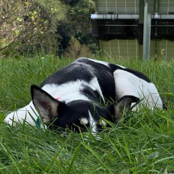 Patience -  Mixed Breed Dog for Adoption in Rochester, Minnesota - Patience | PetCurious