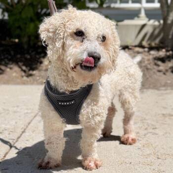 Bella Mae -  Poodle and Labrador Retriever Dog for Adoption in East Hampton, New York - Bella Mae | PetCurious
