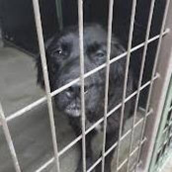 JAXX -  Shepherd Dog for Adoption in Carlin, Nevada - JAXX | PetCurious