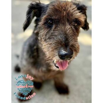 Blue COH -  Schnoodle Dog for Adoption in Inglewood, California - Blue COH | PetCurious