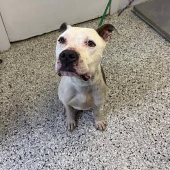 American Staffordshire Terrier Dogs Available for Adoption - Eddie | PetCurious