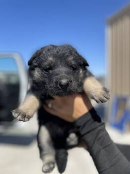 Kaiser -  German Shepherd Dog Dog Available for Adoption in Victorville, California - Kaiser | PetCurious