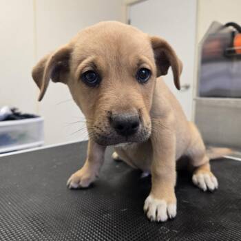 Plankton 26-233 -  Border Collie Dog for Adoption in Tawas City, Michigan - Plankton 26-233 | PetCurious