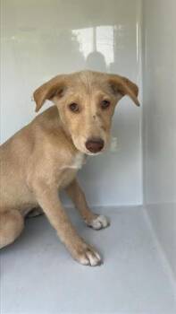 Rescue Labrador Retriever and Mixed Breed Dogs for Adoption in Houston, Texas - A639780 | PetCurious