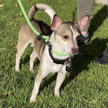 Chihuahua Dogs Available for Adoption - Melvin - Costa Mesa Location | PetCurious