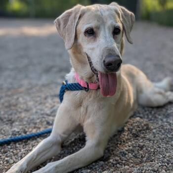 Mixed Breed and Labrador Retriever Dogs Available for Adoption in West Olive, Michigan - Tess | PetCurious