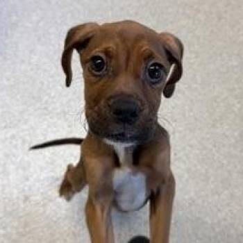 Boxer Dogs Available for Adoption - Ranch  | PetCurious