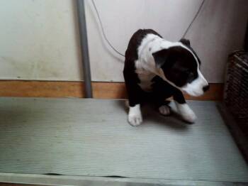 Pit Bull Terrier Dogs Available for Adoption in Martinez, California - MARTHA | PetCurious