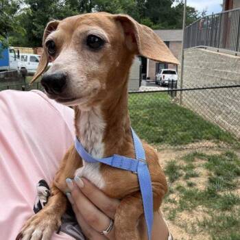 Carmel -  Dachshund Dog for Adoption in Cookeville, Tennessee - Carmel | PetCurious