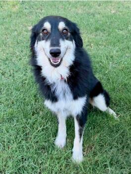 Jorgia -  Great Pyrenees Dog for Adoption in Kiowa, Oklahoma - Jorgia | PetCurious