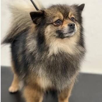 Pomeranian Dogs Available for Adoption - Muffin | PetCurious