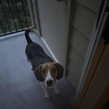 Maya -  Beagle and Mixed Breed Dog for Adoption in Fairfax Station, Virginia - Maya | PetCurious