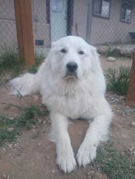 Great Pyrenees Dogs Available for Adoption in Buena Vista, Colorado - Ivy | PetCurious