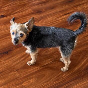 Misty Lu -  Yorkshire Terrier Dog for Adoption in Minneapolis, Minnesota - Misty Lu | PetCurious