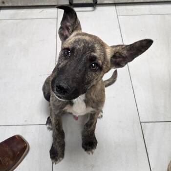 Shepherd Dogs Available for Adoption in Lufkin, Texas - Noah | PetCurious