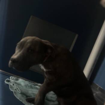 Pit Bull Terrier Dogs Available for Adoption in Yuma, Arizona - Bulma | PetCurious