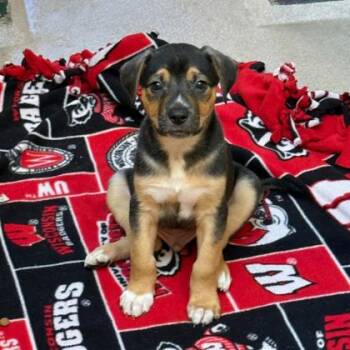 Shepherd and Mixed Breed Dogs Available for Adoption - Rottie | PetCurious