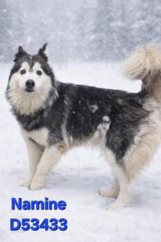 Husky Dogs Available for Adoption - Namine | PetCurious