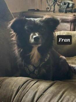 Chihuahua Dogs Available for Adoption in Buffalo, Missouri - Fran | PetCurious