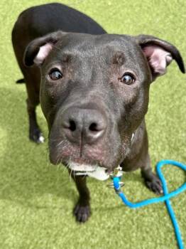 Mixed Breed Dogs Available for Adoption in Wichita, Kansas - Grogu | PetCurious