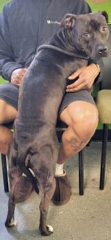 Pit Bull Terrier and Labrador Retriever Dogs Available for Adoption in Lawrenceville, Georgia - Pen 184c Coco | PetCurious