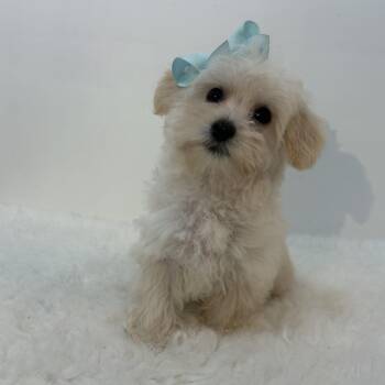 Rescue Maltipoo Dogs for Adoption in Wrightstown, New Jersey - Piccolina Piccolo | PetCurious