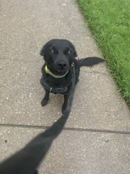 Rescue Retriever and Mixed Breed Dogs for Adoption in Lewisville, Texas - Nugget | PetCurious