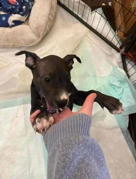 Rescue Labrador Retriever and Shar Pei Dogs for Adoption in Uxbridge, Massachusetts - Nikki | PetCurious