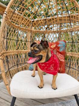 Penny Pugly Wugly -  Pug and Chihuahua Dog for Adoption in Friendswood, Texas - Penny Pugly Wugly | PetCurious