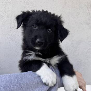 Mixed Breed Dogs Available for Adoption in Las Vegas, Nevada - Asher  | PetCurious