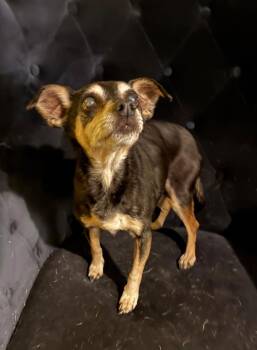 Chihuahua Dogs Available for Adoption - Blanche | PetCurious