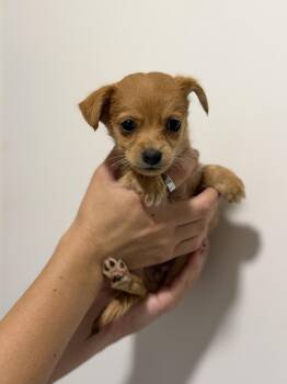 Sundae -  Chihuahua and Cavalier King Charles Spaniel Dog for Adoption in San Diego, California - Sundae | PetCurious
