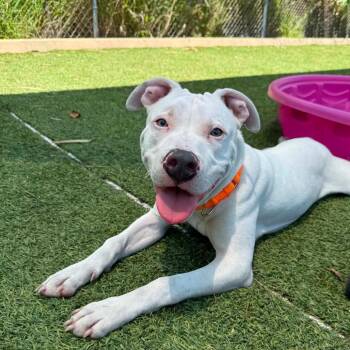 Pit Bull Terrier Dogs Available for Adoption in Galveston, Texas - Doodie | PetCurious