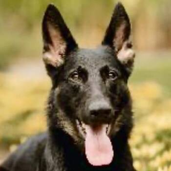 Ashley -  German Shepherd Dog Dog for Adoption in Kokomo, Indiana - Ashley | PetCurious