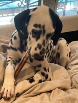 June -  Dalmatian Dog for Adoption in Dallas, Texas - June | PetCurious