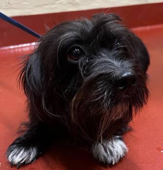 Jax -  Mixed Breed Dog for Adoption in Douglasville, Georgia - Jax | PetCurious