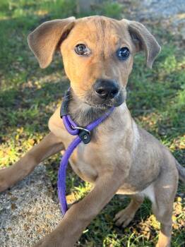 Rae -  Hound Dog for Adoption in Anderson, Indiana - Rae | PetCurious