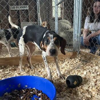 Rescue Hound Dogs for Adoption in Harrisonburg, Virginia - Emily Elizabeth | PetCurious