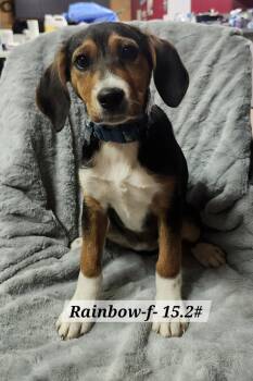 Hound and Rottweiler Dogs Available for Adoption - Rainbow | PetCurious