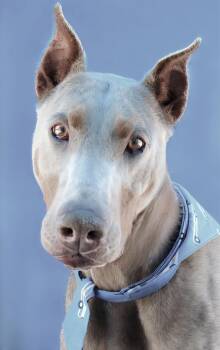 Doberman Pinscher Dogs Available for Adoption in Pasadena, California - FENRIR | PetCurious