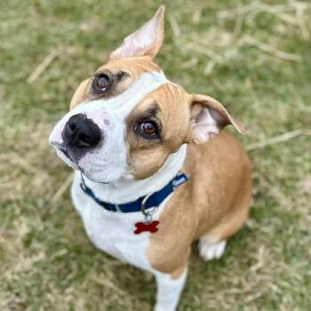 Terrier Dogs Available for Adoption - Pastry | PetCurious