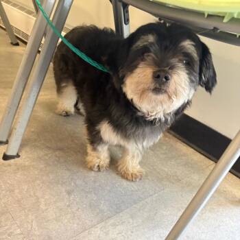 Havanese Dogs Available for Adoption in West Chester, Pennsylvania - Bacon | PetCurious